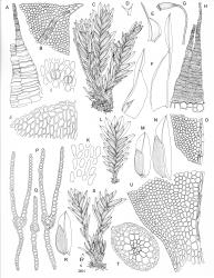
  Fissidens. A–U: F. taxifolius. A, peristome tooth (damaged) adaxial face. B, cells of stem leaf apex. C, habit of fruiting shoots showing broken off seta, and young sporophyte. D, perigonium. E, perigonial leaf. F, perichaetial leaves. G, capsule with damaged peristome. H, peristome tooth (damaged) abaxial face. I, stomata at base of theca. J, cells of shoulder region of perigonial leaf. K, exothecial cells mid capsule. L, vegetative plant. M, mid stem leaf. N, upper stem leaf. O, cells at base of dorsal lamina. P, leaf cross-sections region of vaginant and dorsal laminae. Q, leaf cross-section region of apical and dorsal laminae. R, mid stem leaf. S, habit of fruiting shoots with young sporophytes at base. T, stem cross-section. U, cells at base of vaginant lamina. Fruiting shoots drawn from J.E. Beever 119-76, HO 621197; vegetative shoot drawn from J.E. Beever 115-59a, HO 621196. [Plate drawn Jan 2025 by R.D. Seppelt from New Zealand material]
 Image: R.D. Seppelt © R.D. Seppelt 2025 All rights reserved